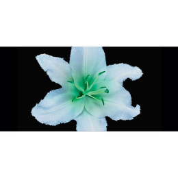 Парфюмерная вода Prive Vert Malachite