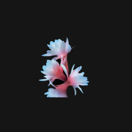 Парфюмерная вода Prive Rouge Malachite