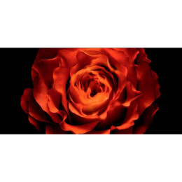 Парфюмерная вода Prive Rose Arabie